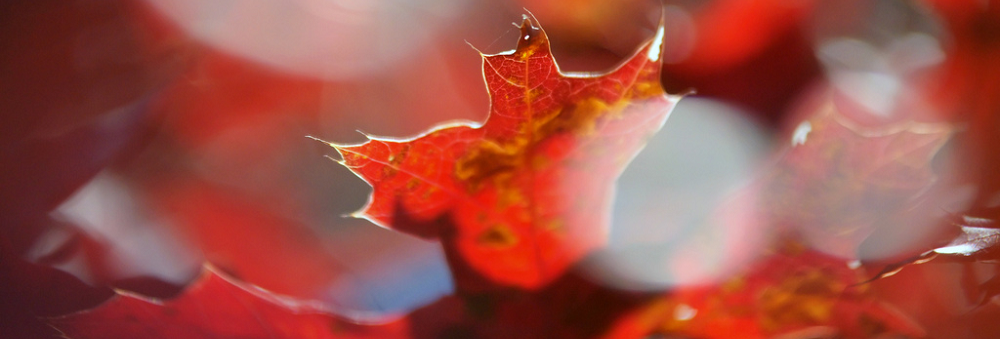 Cera trądzikowa jesienią - jak o nią zadbać?